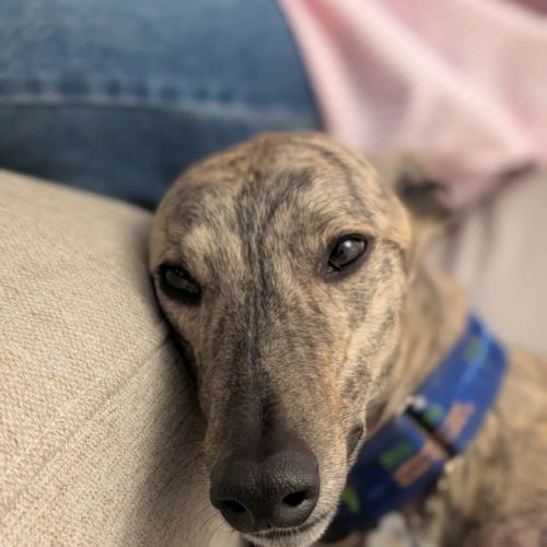 Bandit - Greyhound Dog