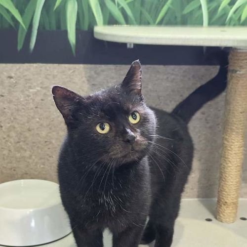 Noah - Domestic Short Hair (DSH) Cat