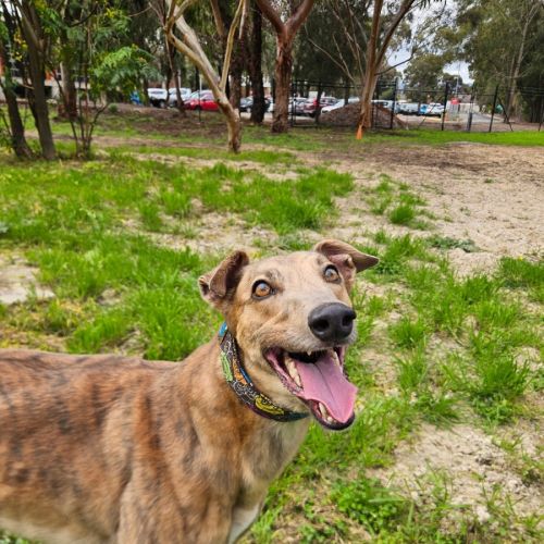 Izzy - Greyhound Dog