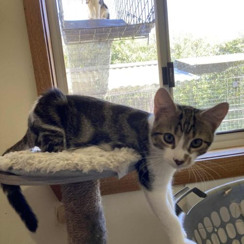 Joe - Domestic Short Hair (DSH) Cat