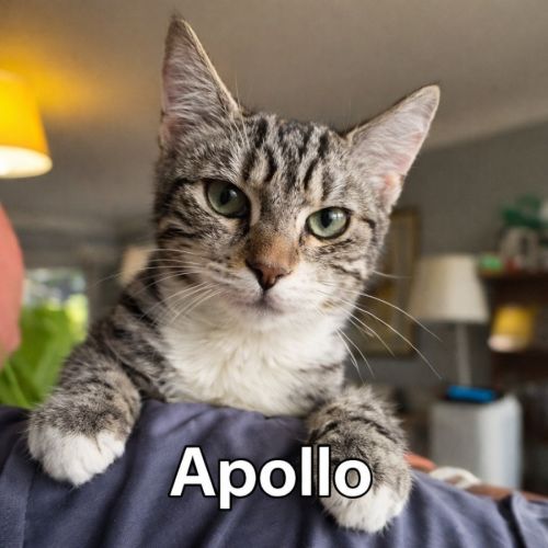 🌙 Apollo 🌙 - Domestic Short Hair (DSH) Cat