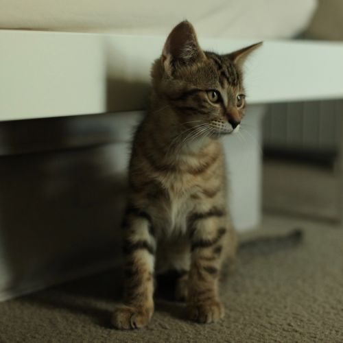 Kobe - Domestic Short Hair (DSH) Cat