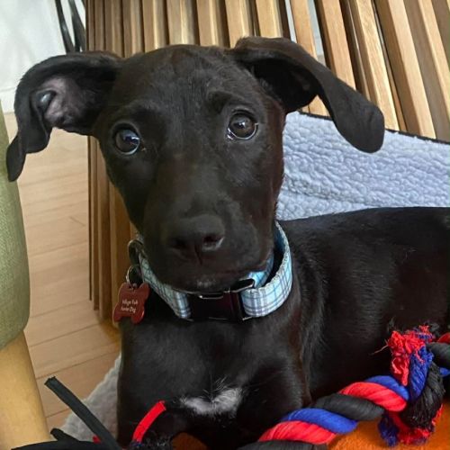 Dottie - Bull Arab Dog