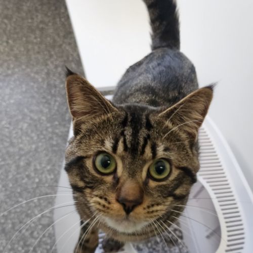 Cuddles - Domestic Short Hair (DSH) Cat