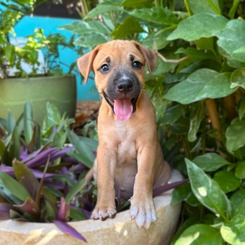 Birdie - Mixed breed Dog