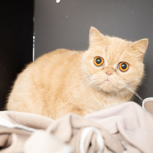 Peachy - British Shorthair x Exotic Short Hair Cat