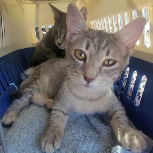 Jamie - Domestic Short Hair (DSH) Cat