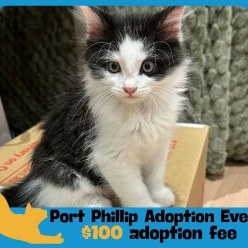 Duri - Domestic Medium Hair Cat