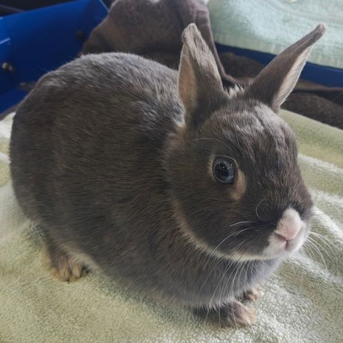 Hashbrown (bonded With Pancake) - Netherland Dwarf Rabbit