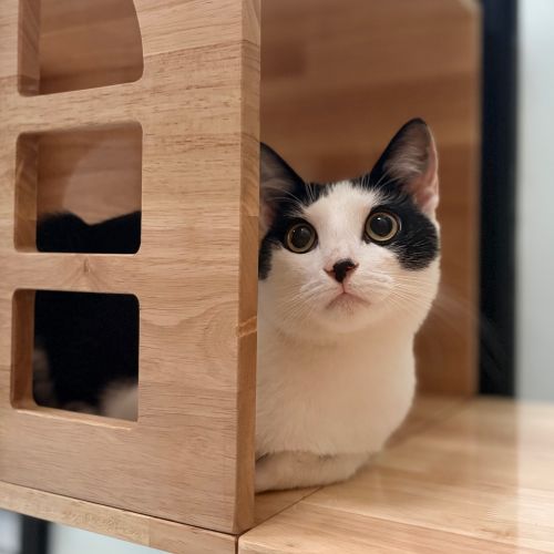 Panda Scott - Domestic Short Hair (DSH) Cat