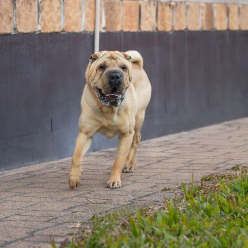 Frankie - Shar Pei Dog