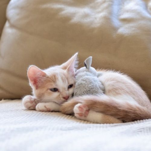 Pumpkin - Domestic Short Hair (DSH) Cat