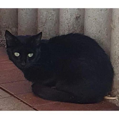 8140 - Holly - Domestic Short Hair (DSH) Cat