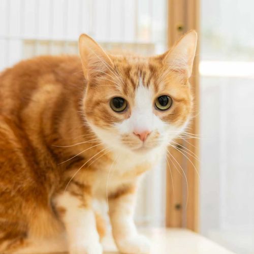 Zhan Zhan - Domestic Short Hair (DSH) Cat
