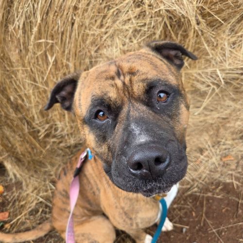 Odin - American Bulldog x Mixed breed Dog