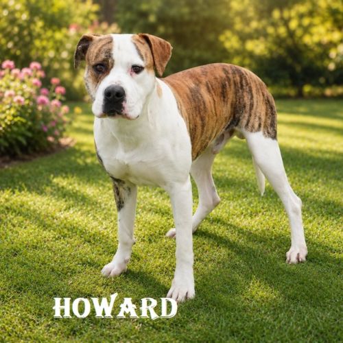 Howard - Mixed breed Dog