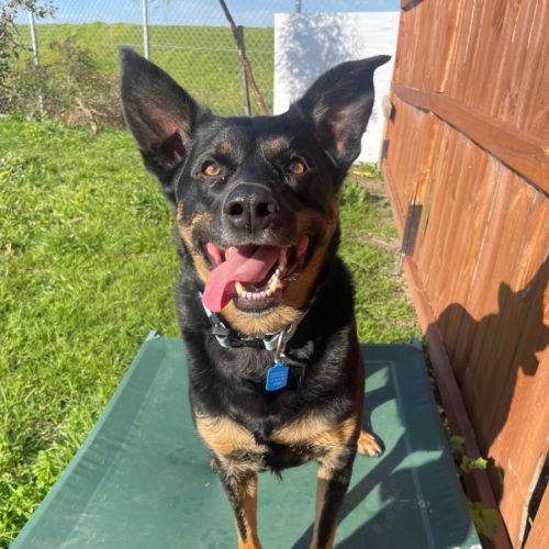 Brodie - Australian Kelpie Dog