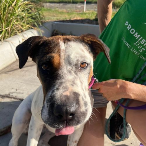 Lexie - Bull Arab Dog