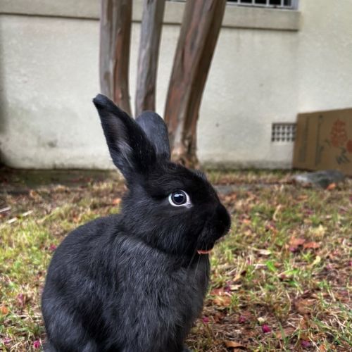 Dopey - Meet Me @ Petstock Engadine - Lop Eared Rabbit