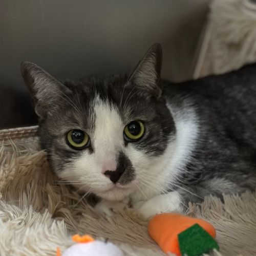Bentley - Domestic Short Hair (DSH) Cat