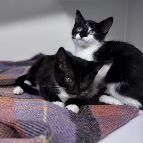 Dandelion  - Domestic Short Hair Cat