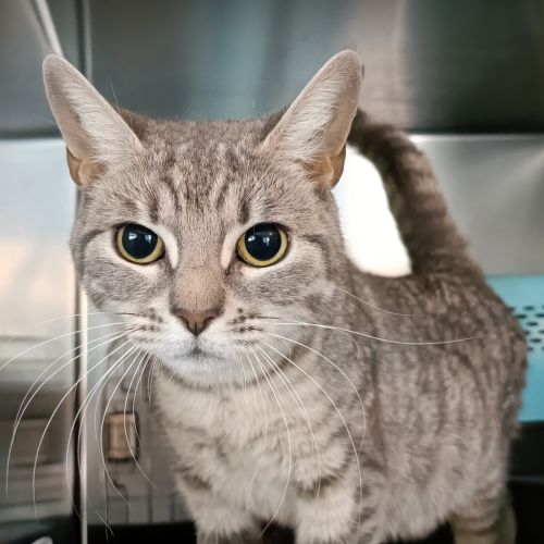 Crumble - Domestic Short Hair Cat