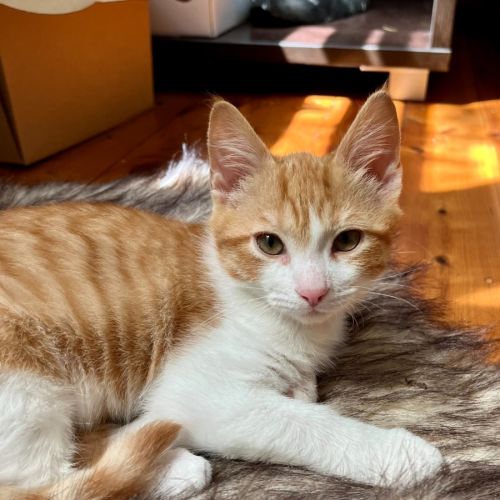 Wally - Domestic Short Hair (DSH) Cat