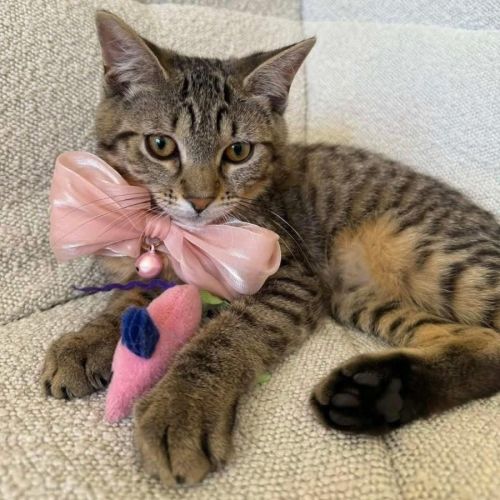 12977 - Rue - Domestic Short Hair (DSH) Cat