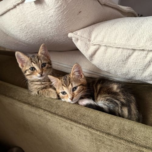 Merry & Pippin - Domestic Short Hair (DSH) Cat