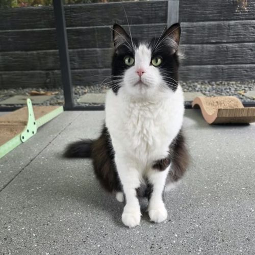 Lola - Domestic Medium Hair (DMH) Cat