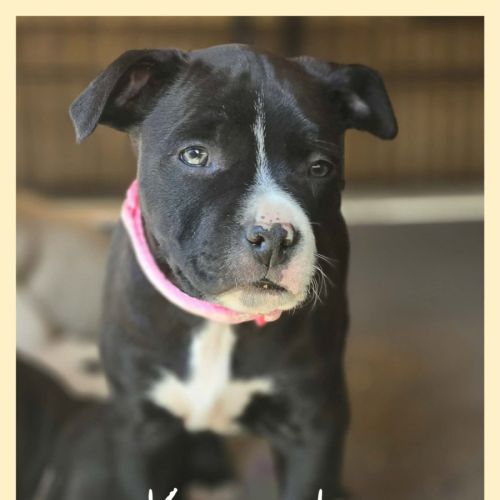 Krusty - American Staffordshire Terrier Dog
