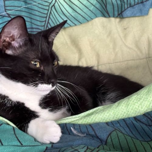 Minnie - Domestic Short Hair (DSH) Cat