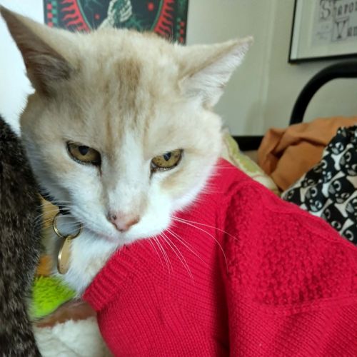Herbert - Domestic Short Hair (DSH) Cat