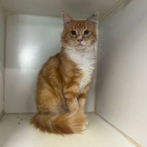 Grint - Domestic Short Hair Cat