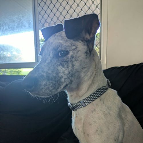 Rain - Australian Stumpy Tail Cattle Dog