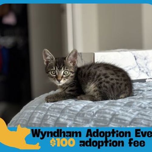 Dustin - Domestic Short Hair Cat