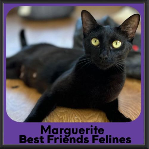 Marguerite - Domestic Short Hair (DSH) Cat