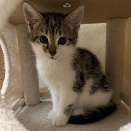 Yuki - Domestic Short Hair (DSH) Cat