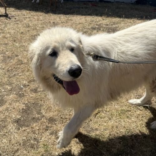 Frazer (68078) - Maremma Sheepdog