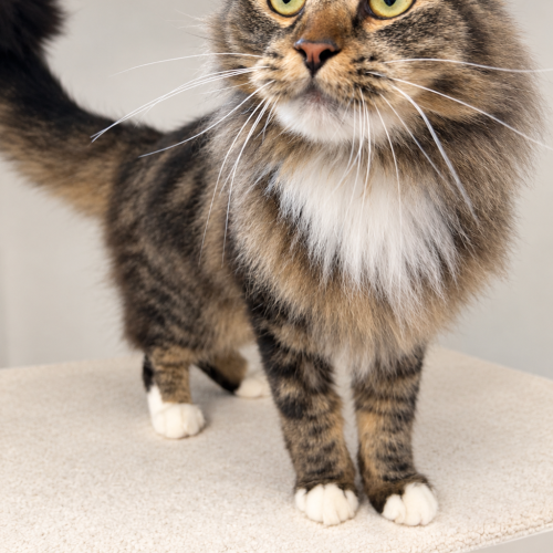 Nala - Domestic Medium Hair Cat