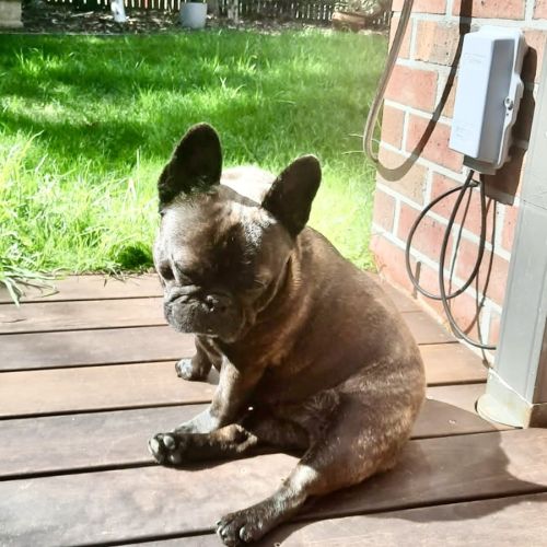 Harper - French Bulldog