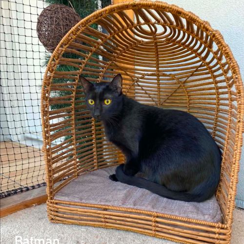 Batman - Domestic Short Hair (DSH) Cat