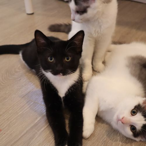 Pesto - Domestic Short Hair (DSH) Cat