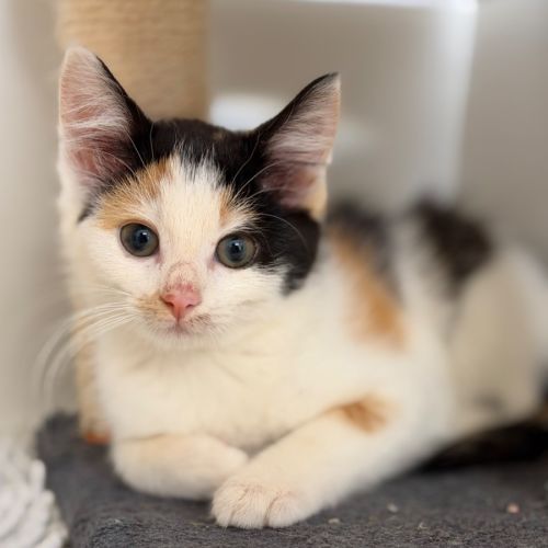 Sophie - Domestic Short Hair (DSH) Cat