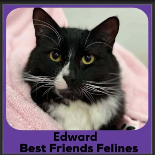 Edward - Domestic Medium Hair (DMH) Cat