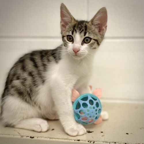 Woozles - Domestic Medium Hair Cat