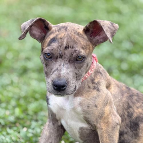 Neaghley - Catahoula Leopard Dog