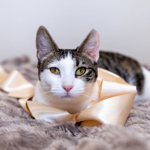 Chanel - Domestic Short Hair (DSH) Cat