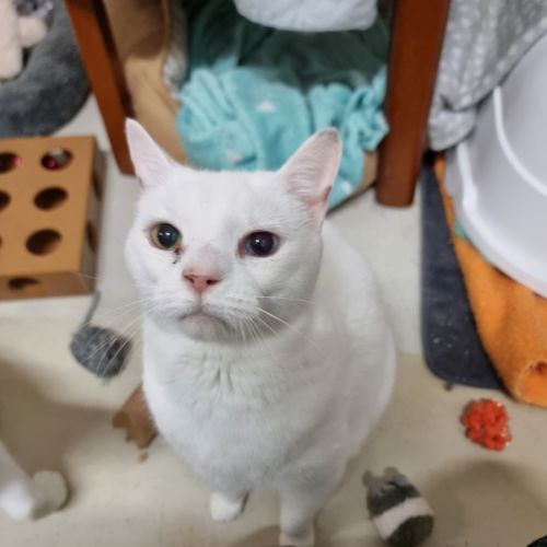 Cruiser - Domestic Short Hair (DSH) Cat