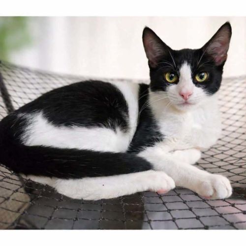 12988 - Spot  - Domestic Short Hair (DSH) Cat